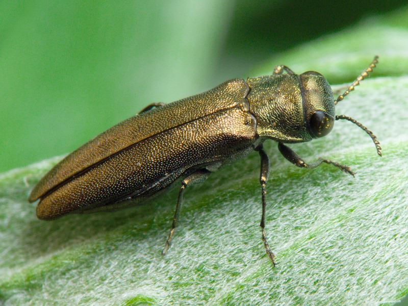 Agrilus zigzag Marseul, 1866